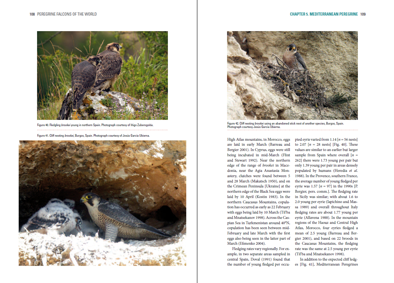 Peregrine Falcons of the World sample page